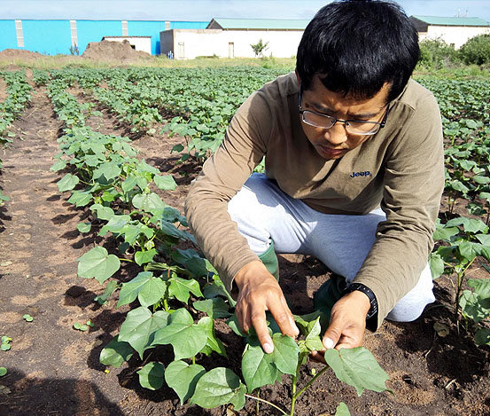 海企紡織（坦桑尼亞）有限公司廠區(qū)里的棉花種植試驗